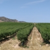 Cultivo de almendro en Ontiñena (Huesca) 