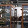 Museo de Huesos. Facultad de Veterinaria. Campus Miguel Servet