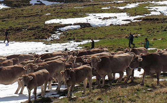 La conservación de los pastos de montaña es una de las cuestiones que se abordan (Foto: proyecto europeo Pastorclim, Campus de Huesca)
